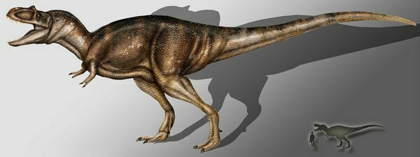Artistic reconstruction of Albertosaurus